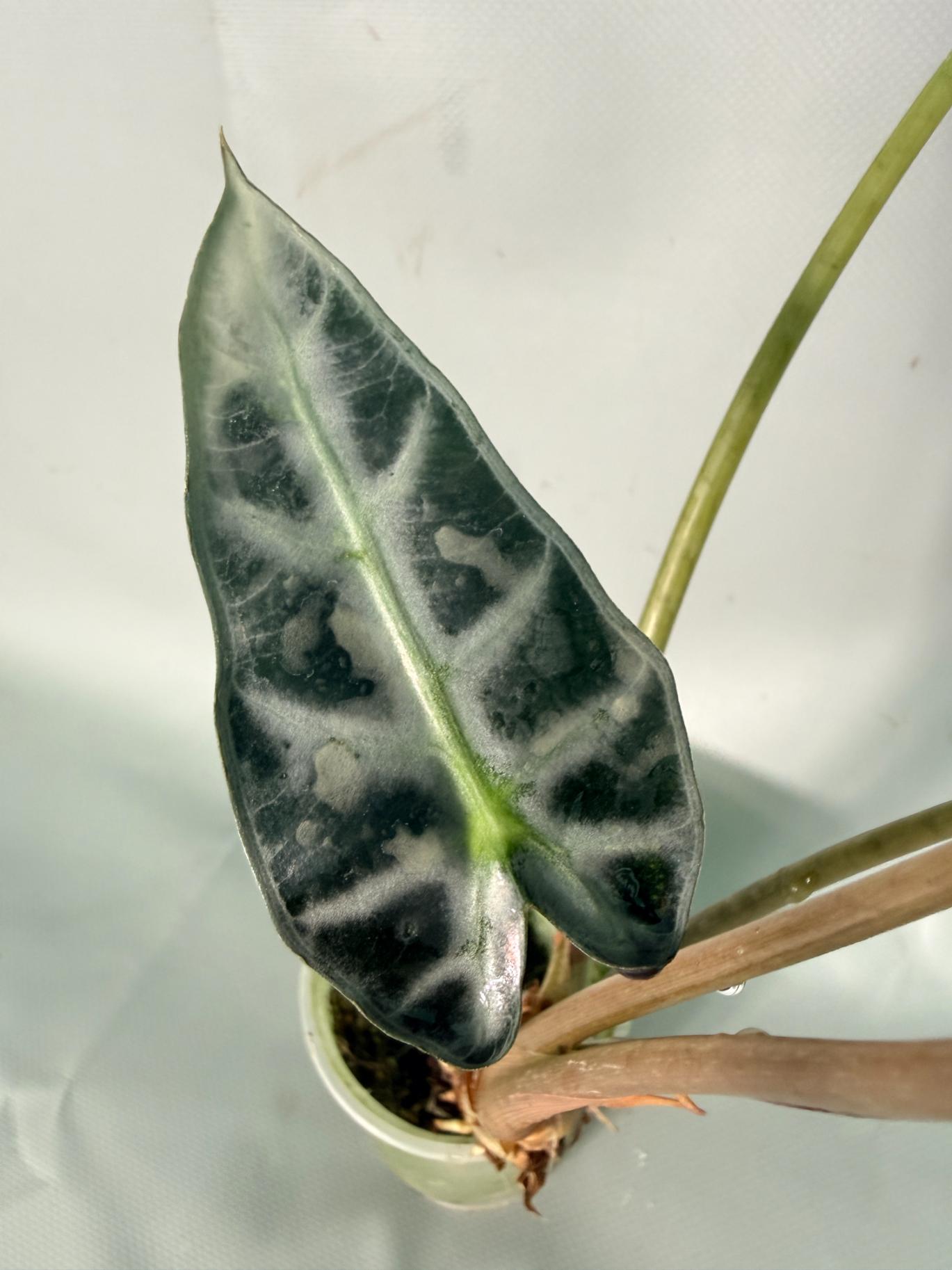 Alocasia Bambino Variegata Aurea