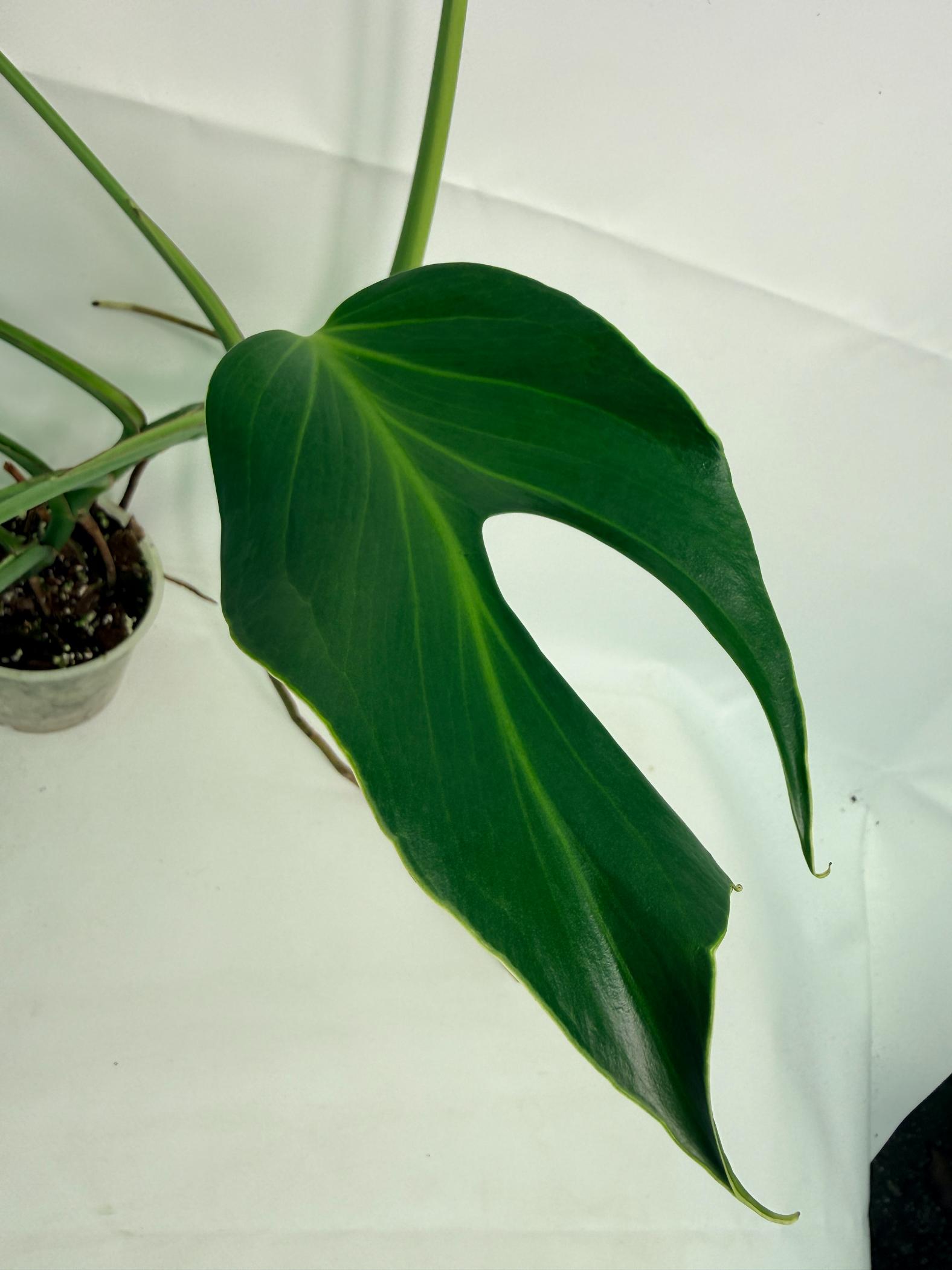Monstera Burle Marx Flame XL